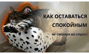 Как снизить гормон стресса? Секреты спокойствия